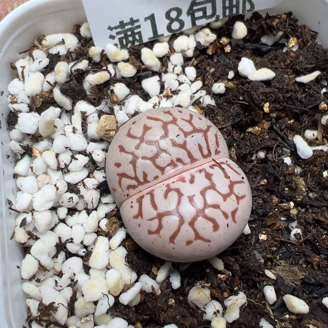 【闪购商品】 012。