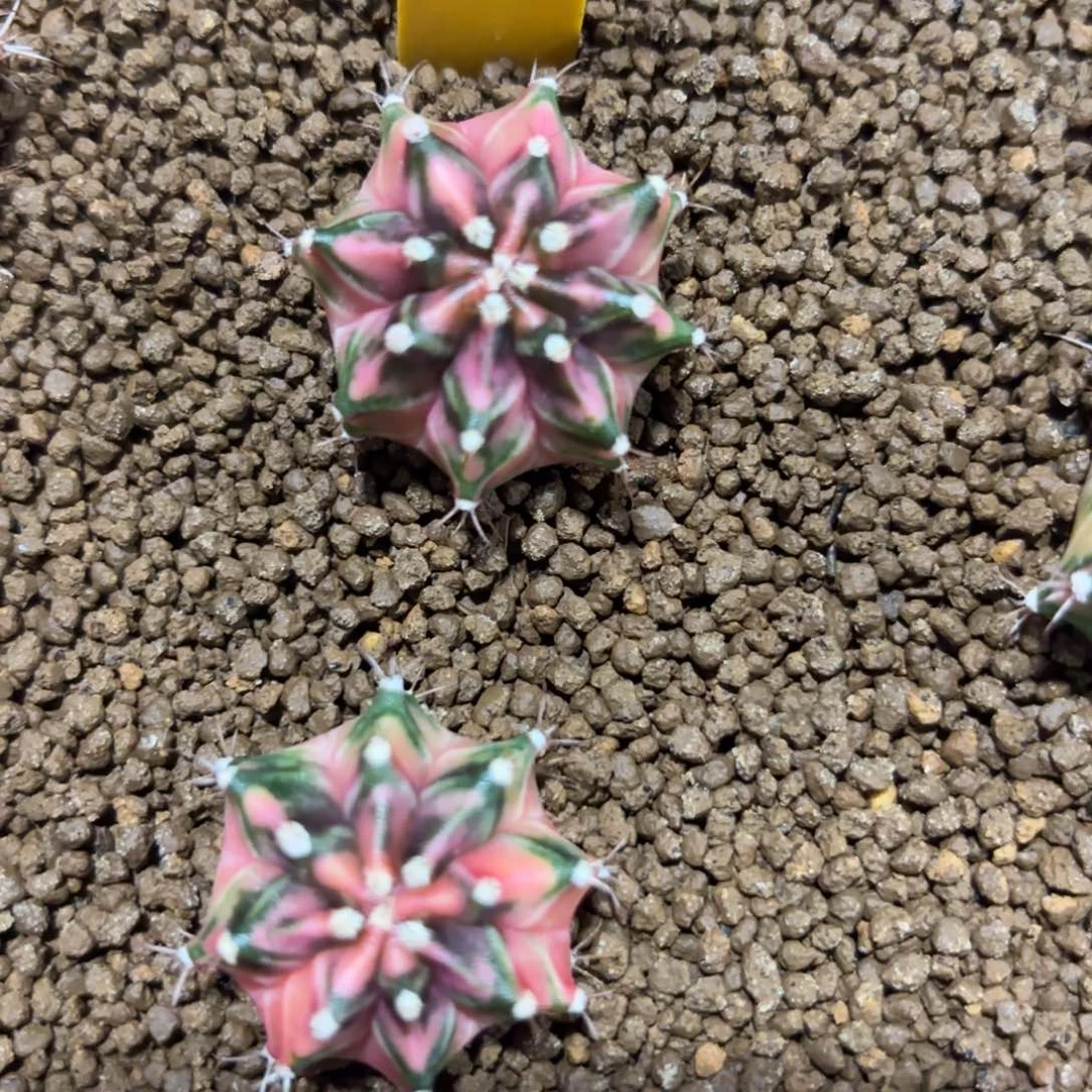 100-1221泰国发货多肉