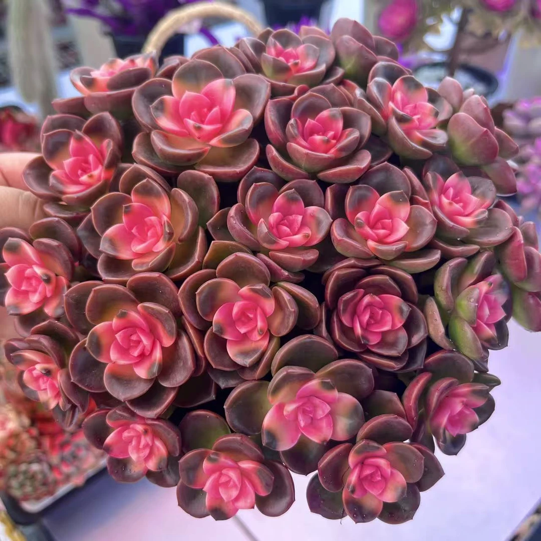 【花仙子】 带盆带土 新手简单好养活 室内室外都可养护