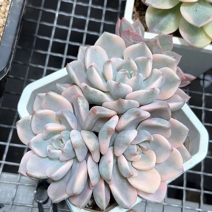 红粉佳人锦多肉植物