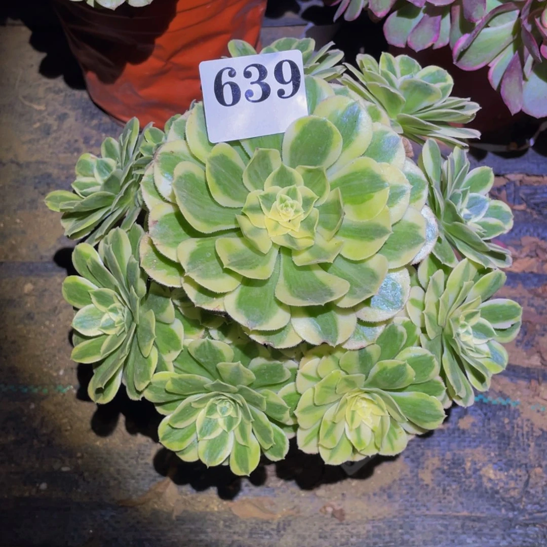 白雪公主多肉植物639