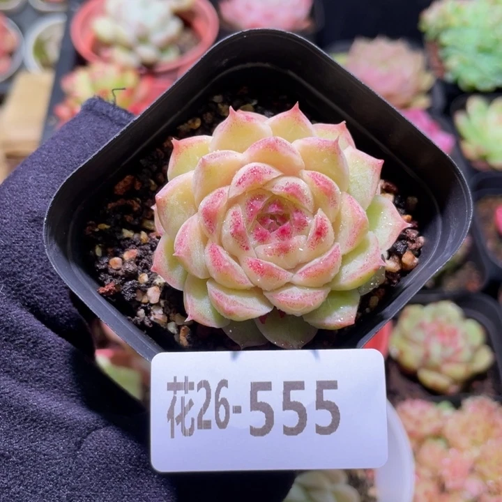 花利美26-555麦秆