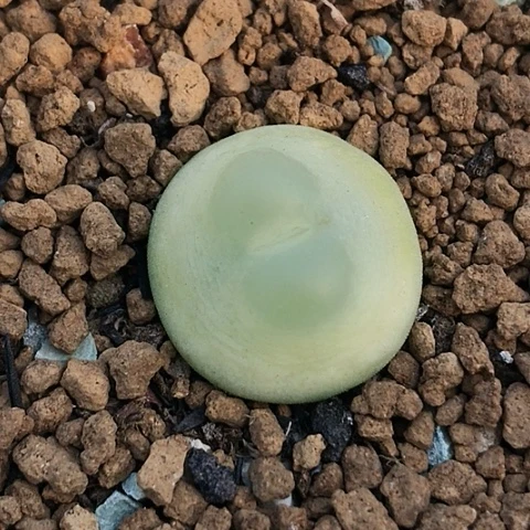 多肉肉锥 1.8Cm日系拉登