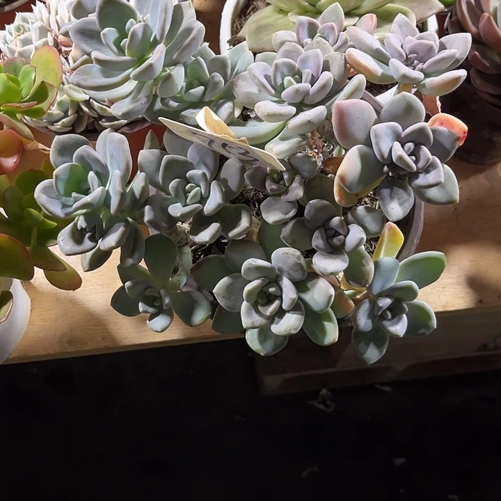 新***月00000000000000000753