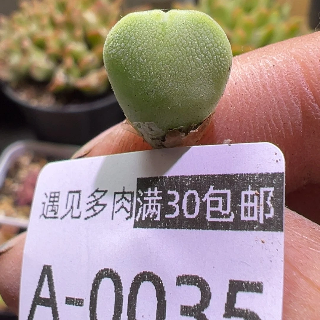 多肉植物11111111111111111