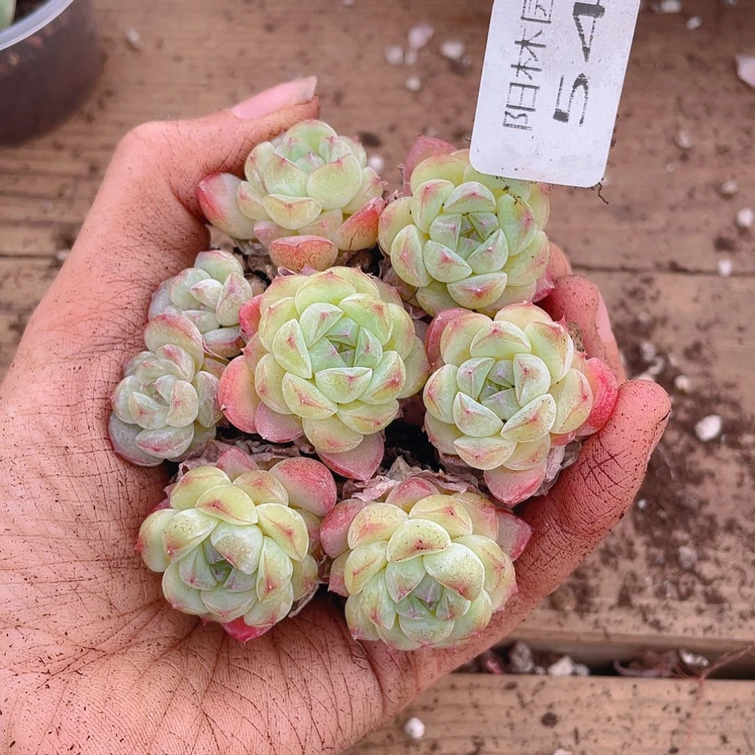 多肉植物多肉植物546