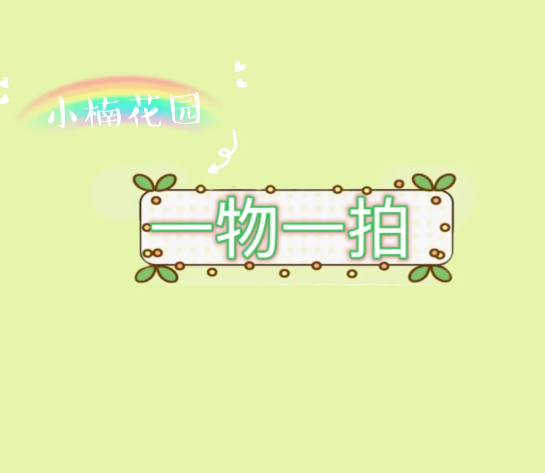 小楠花园【一物一拍】多季开花室外阳台好养植物庭院花卉盆栽
