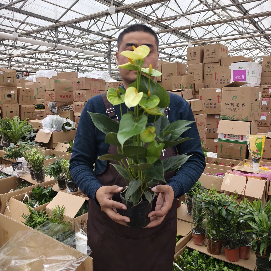 婉尼拉白色红掌盆栽