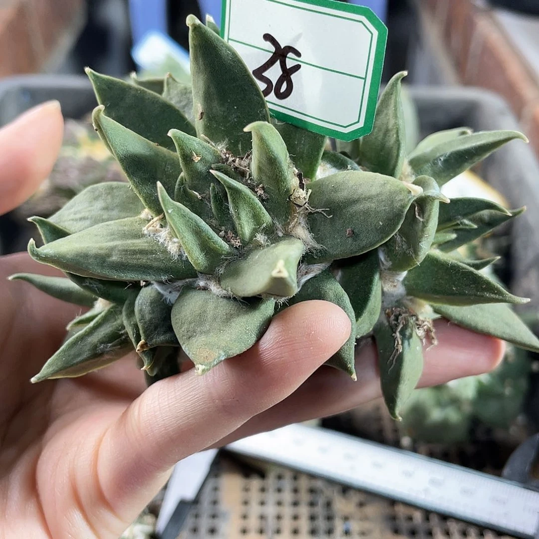 38号自根龙牙牡丹萝卜根