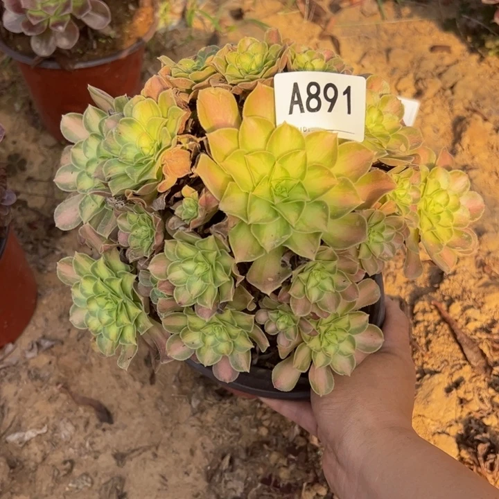 韶华多肉植物891.