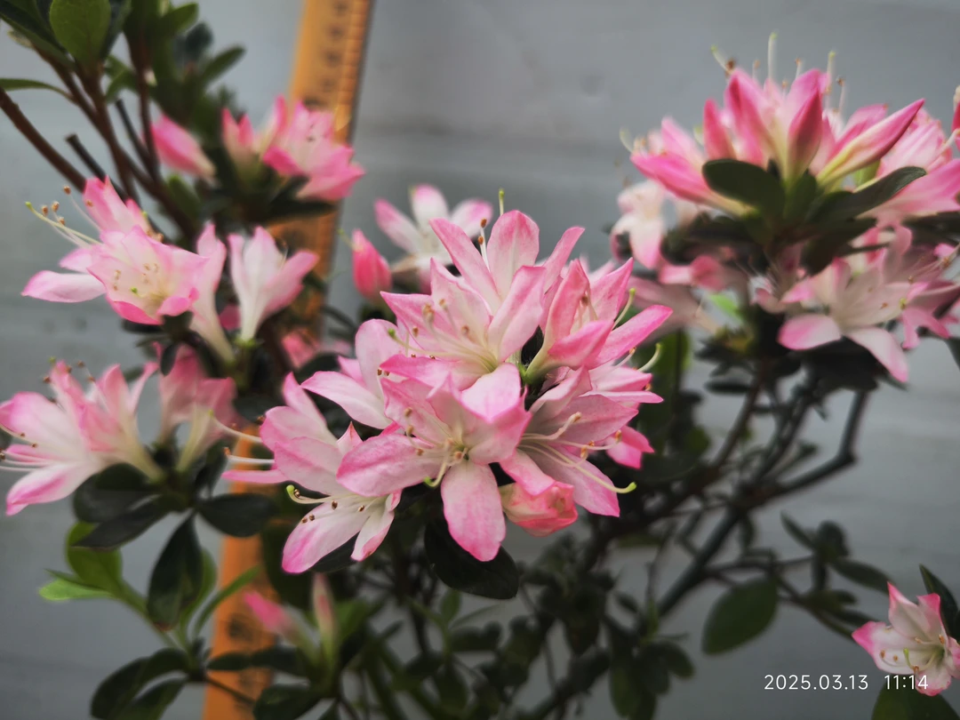 乙女樱杜鹃花盆栽久留米杜鹃室内外盆栽花卉耐寒耐热品种杜鹃花