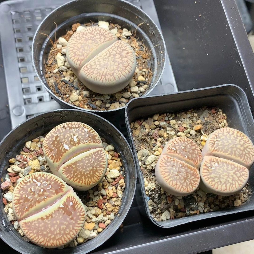 梁*A219多肉植物保护