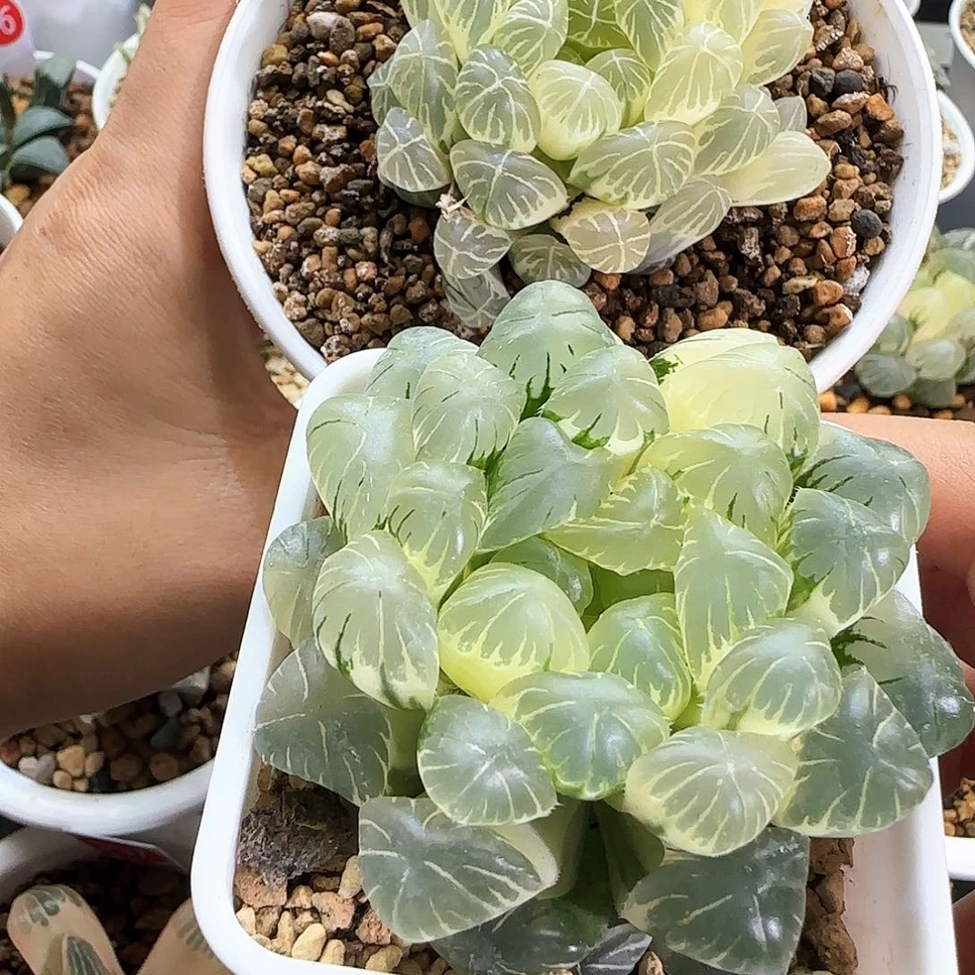 是****实生玉露锦2个一物一拍带盆土