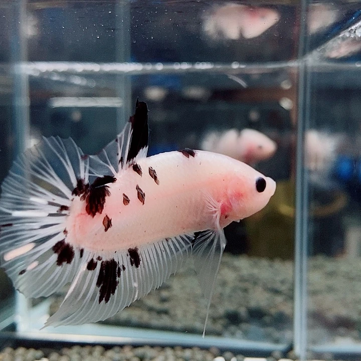 斗鱼黑05号巨斗将军