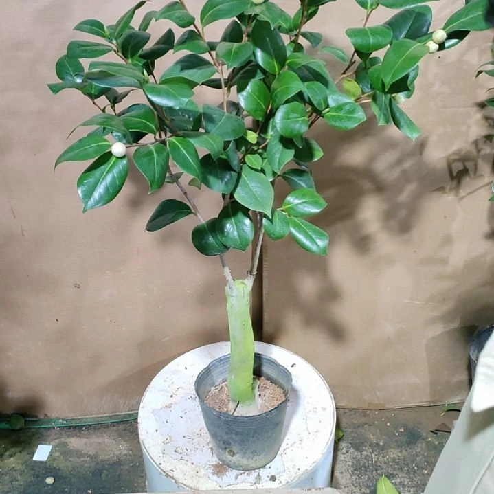 209嫦娥彩，原盆原土发货，不包邮