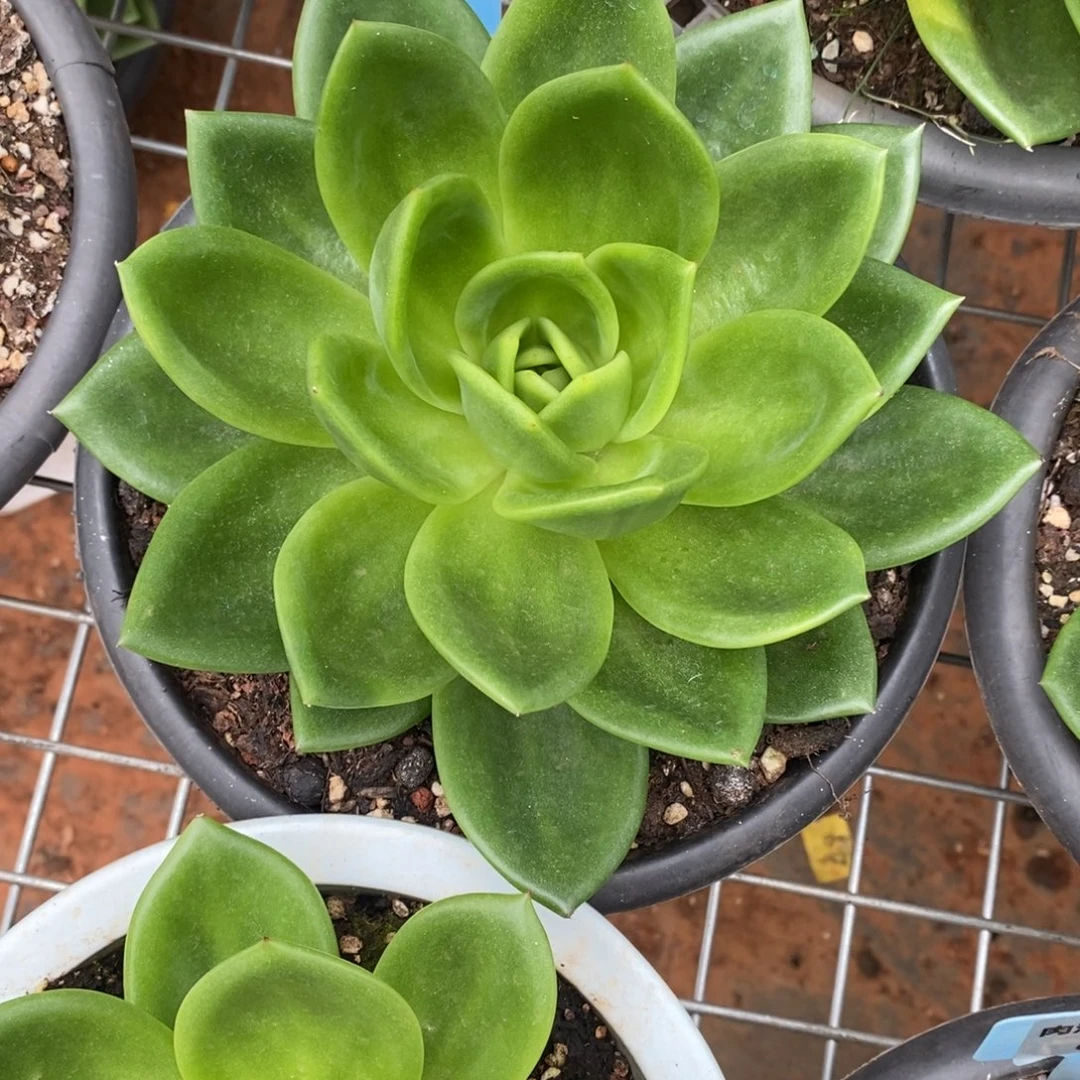 x066-多肉植物 翠花