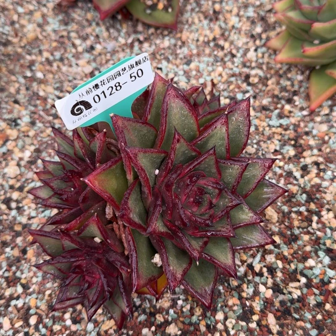 从前慢花园多肉0128-50