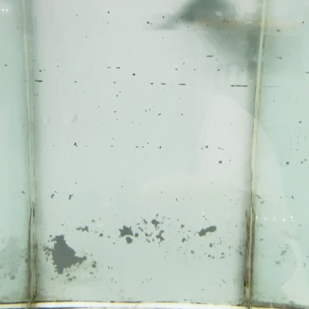 慈鲷615小骷髅。