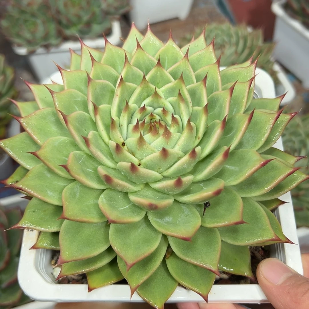 多肉植物一物一拍037