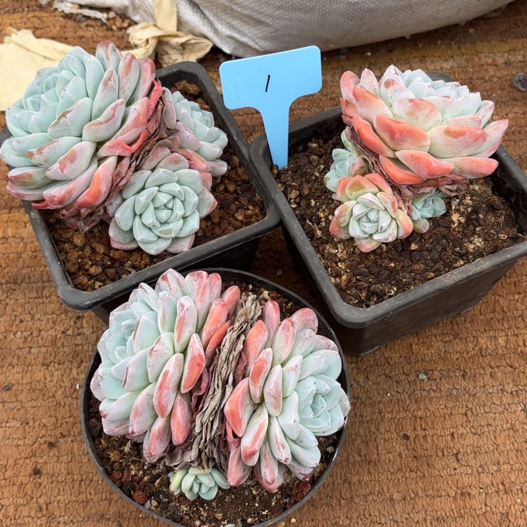 三个冰玉一组好看好看好看