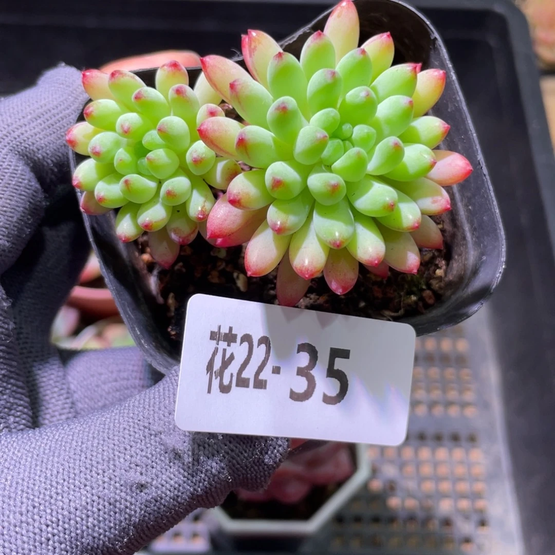 花利美22-35烟花