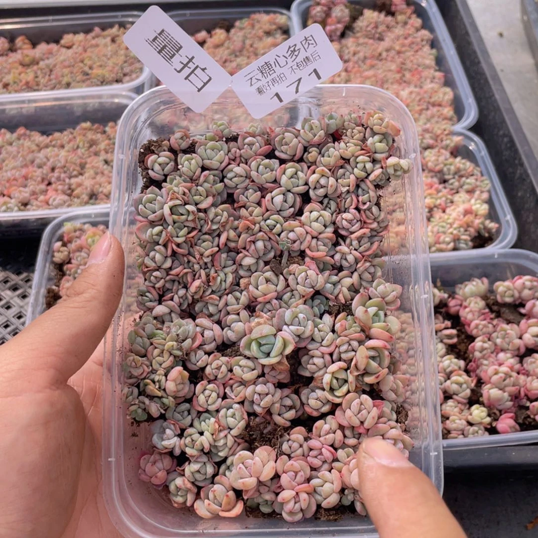 云糖心多肉植物171