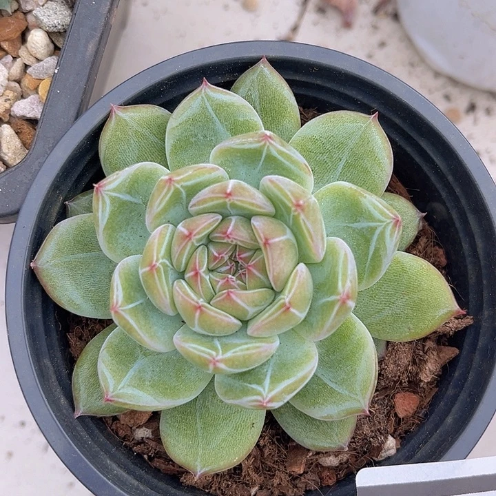 雪花珍妮26183多肉植物