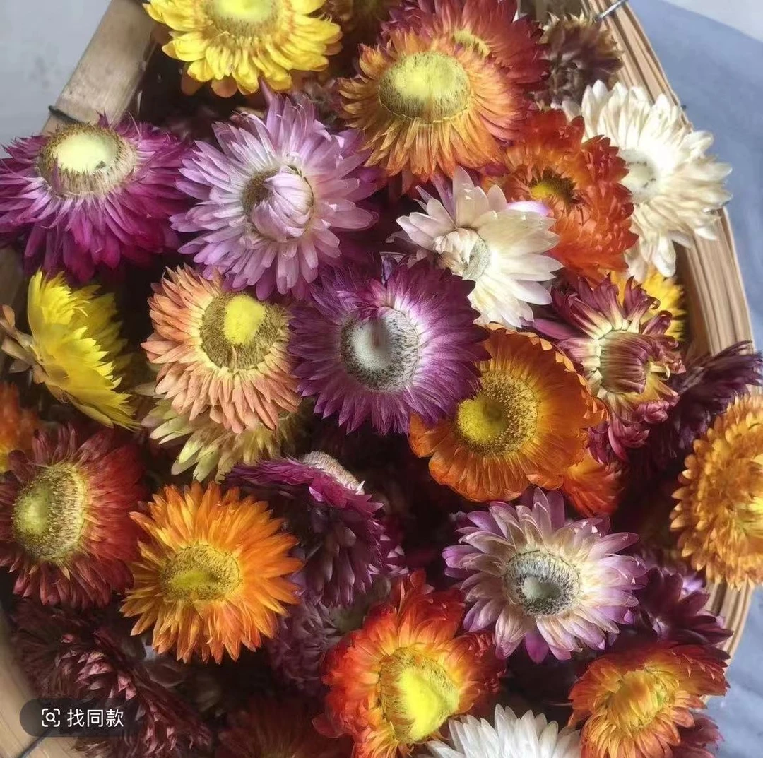 【永生花】七品彩莲云南大山自然生长自然晒干无熏硫