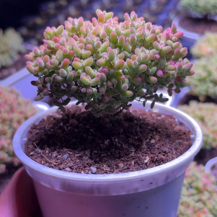 E****t枝干番杏金桔G223