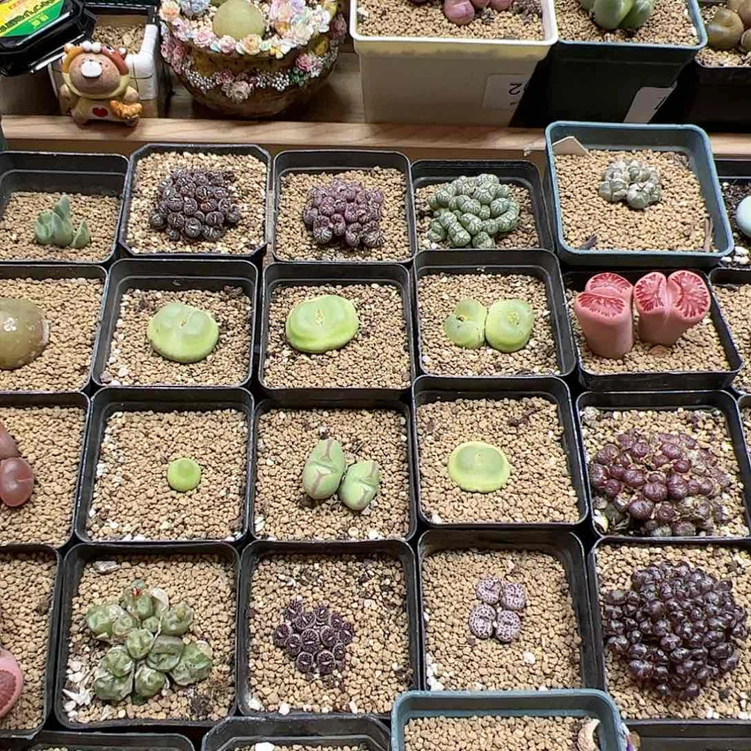 【闪购商品】浅**睿跟323 一样