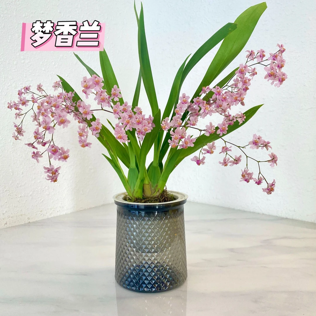 浓香梦香文心兰苔藓球室内花卉懒人水培客厅办公桌植物