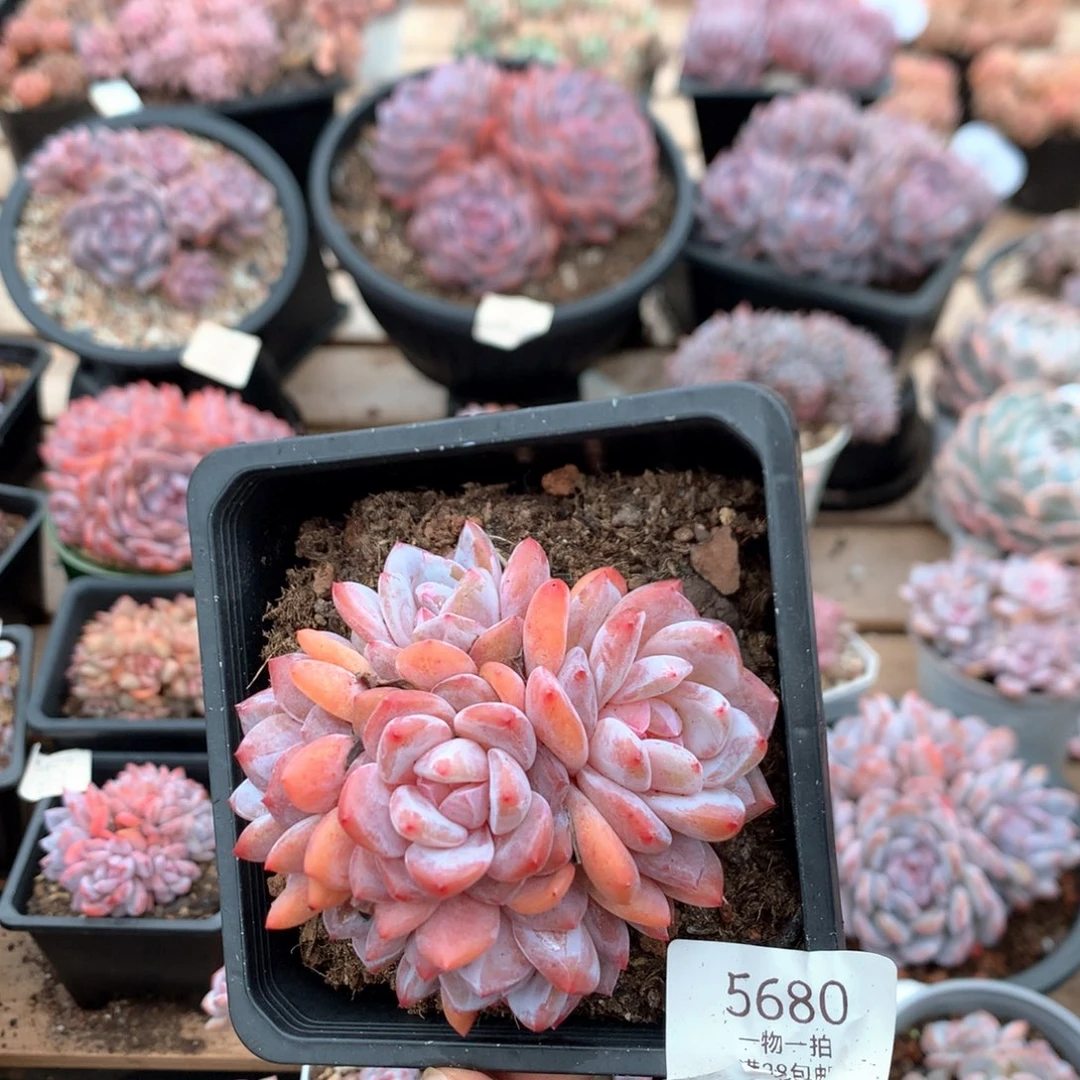 九厘米六头有砍雪天使 捧花 5680