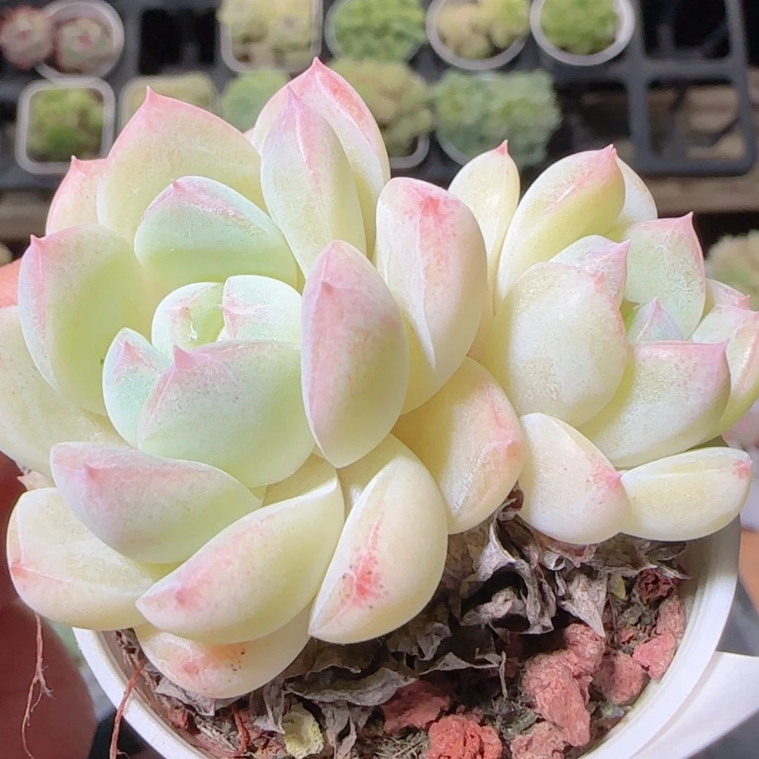 花语逸镜1023-173溏心