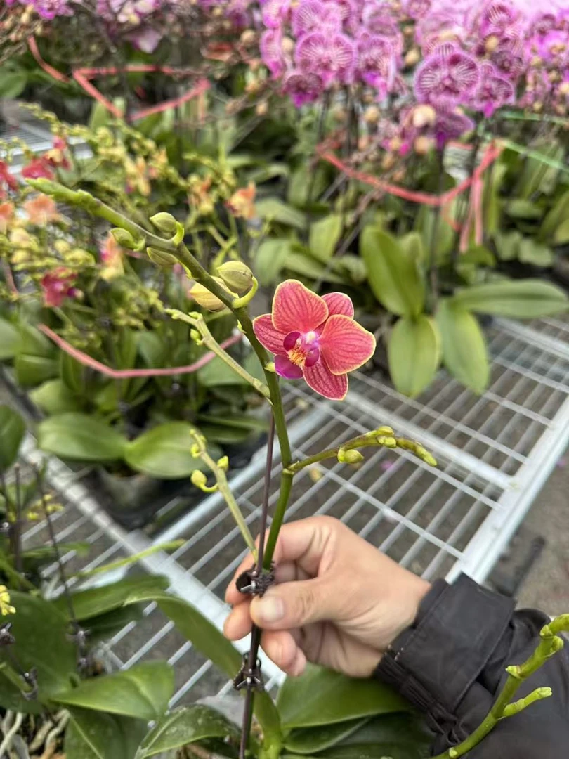 花之恋【金边玲珑】蝴蝶兰鲜花