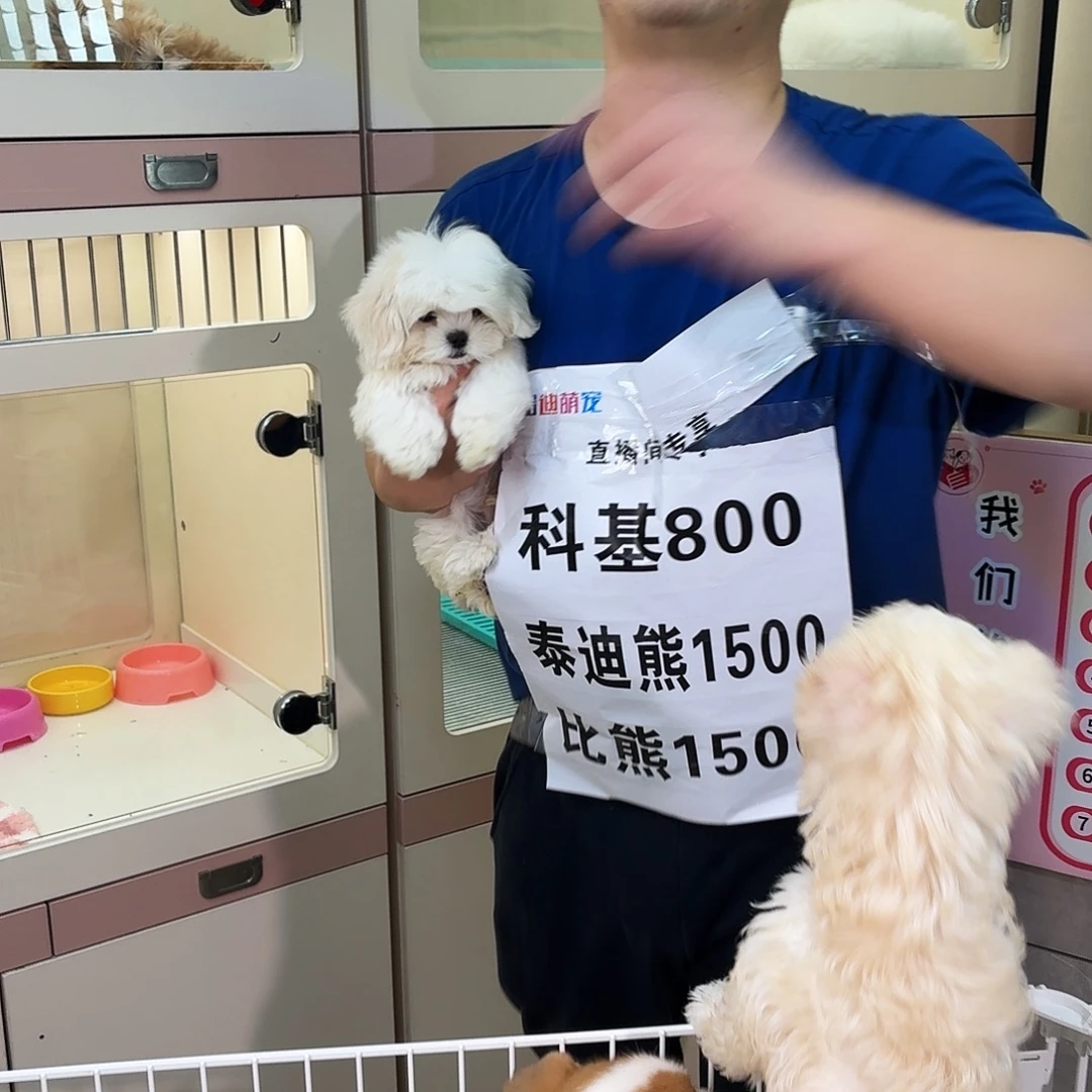 哈迪萌宠马尔济斯弟弟