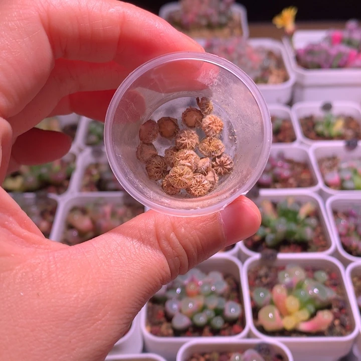 五十铃玉锦种荚2个
