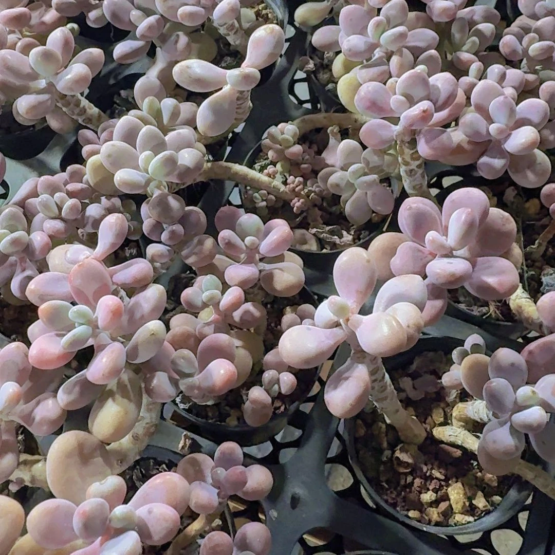 精品桃蛋多肉植物