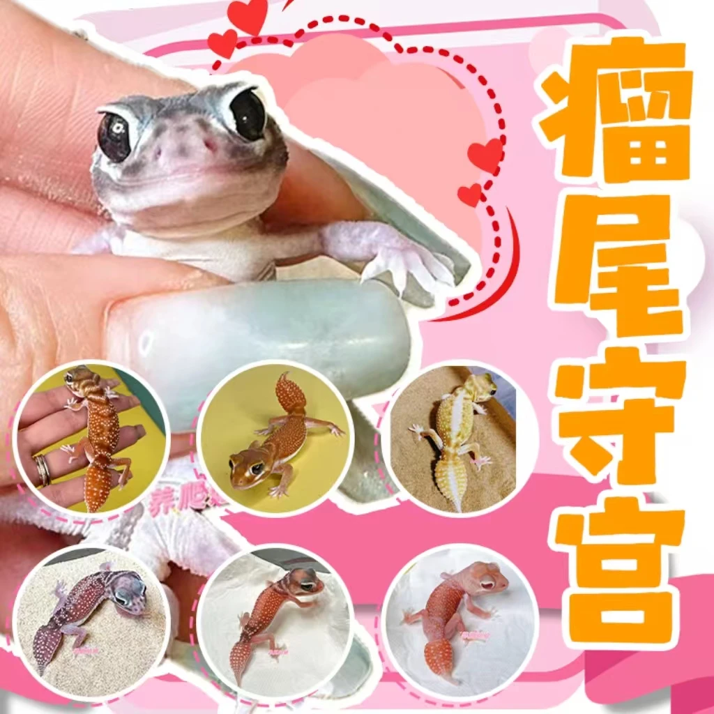 【养爬姑娘】瘤尾守宫活体守宫蜥蜴新手好养宠物桌面小宠新奇宠物
