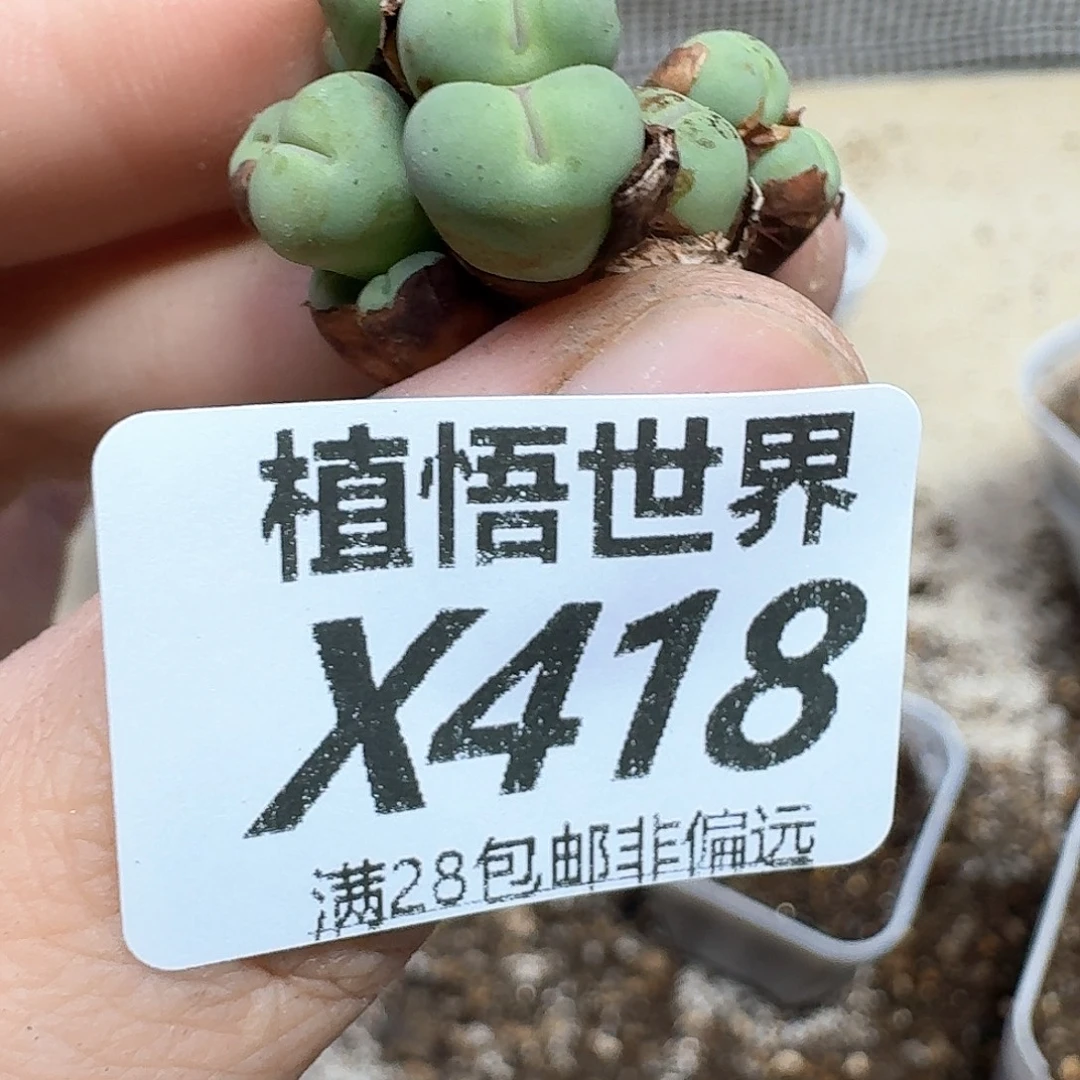 多肉植物的人生历程f