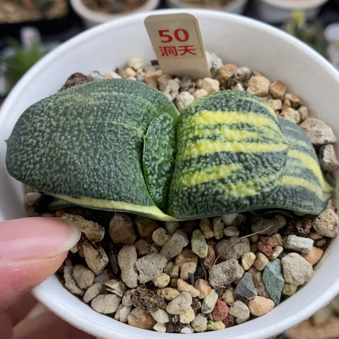 50珍珠卧牛锦一物一拍