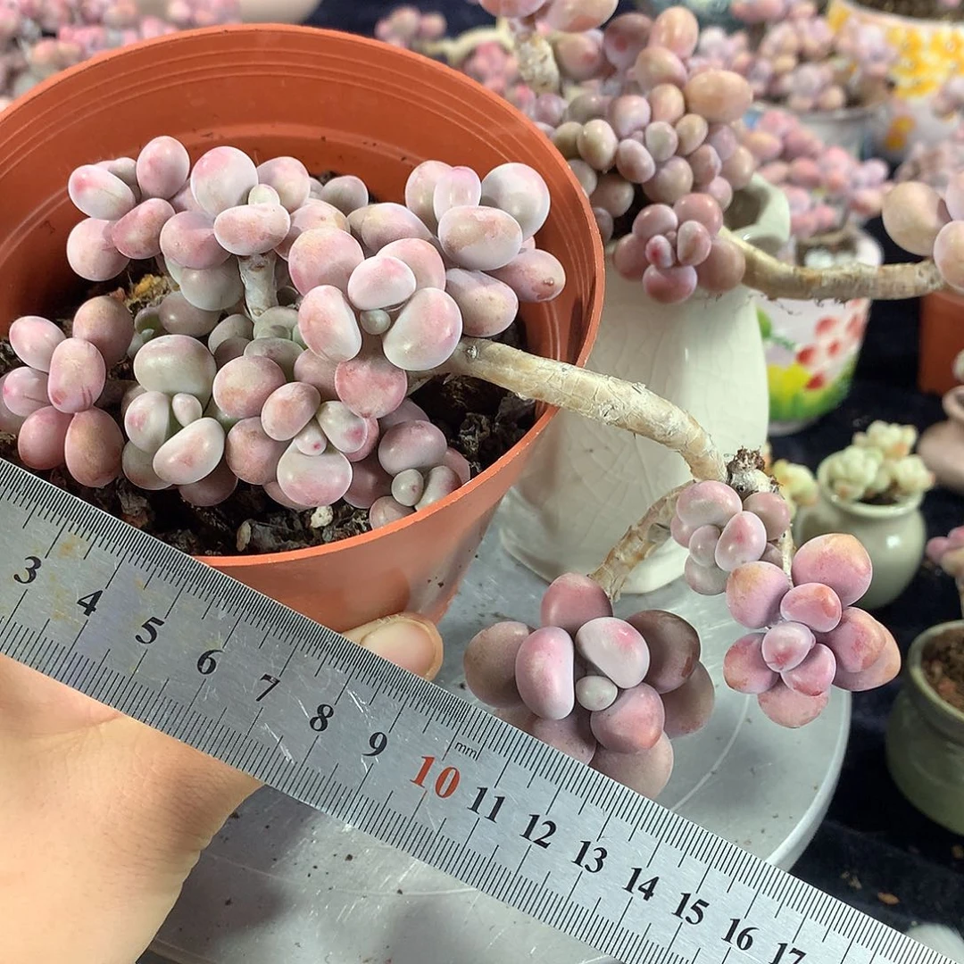 月****590号不带盆偏远的不包邮的