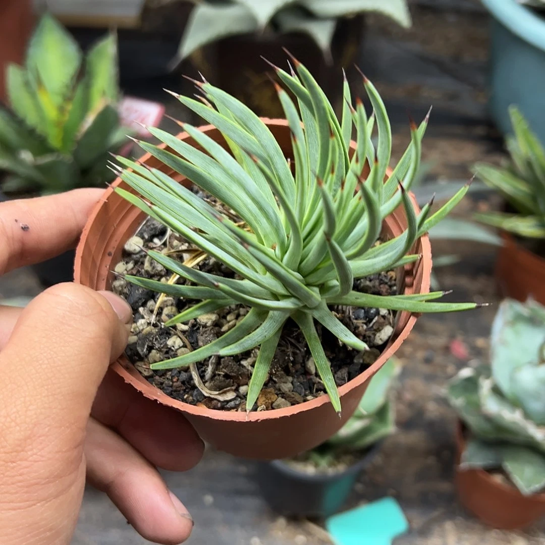 绿姬吹上龙舌兰系列