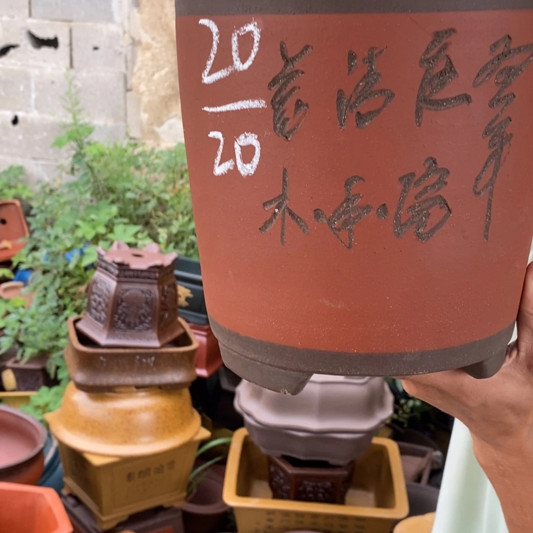 紫砂紫砂紫砂紫砂