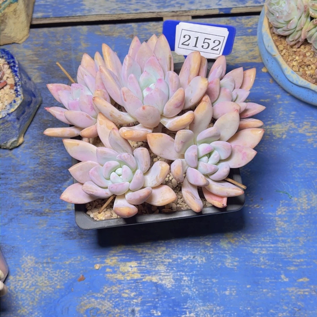 鸭*?奥普琳娜2152多肉植物