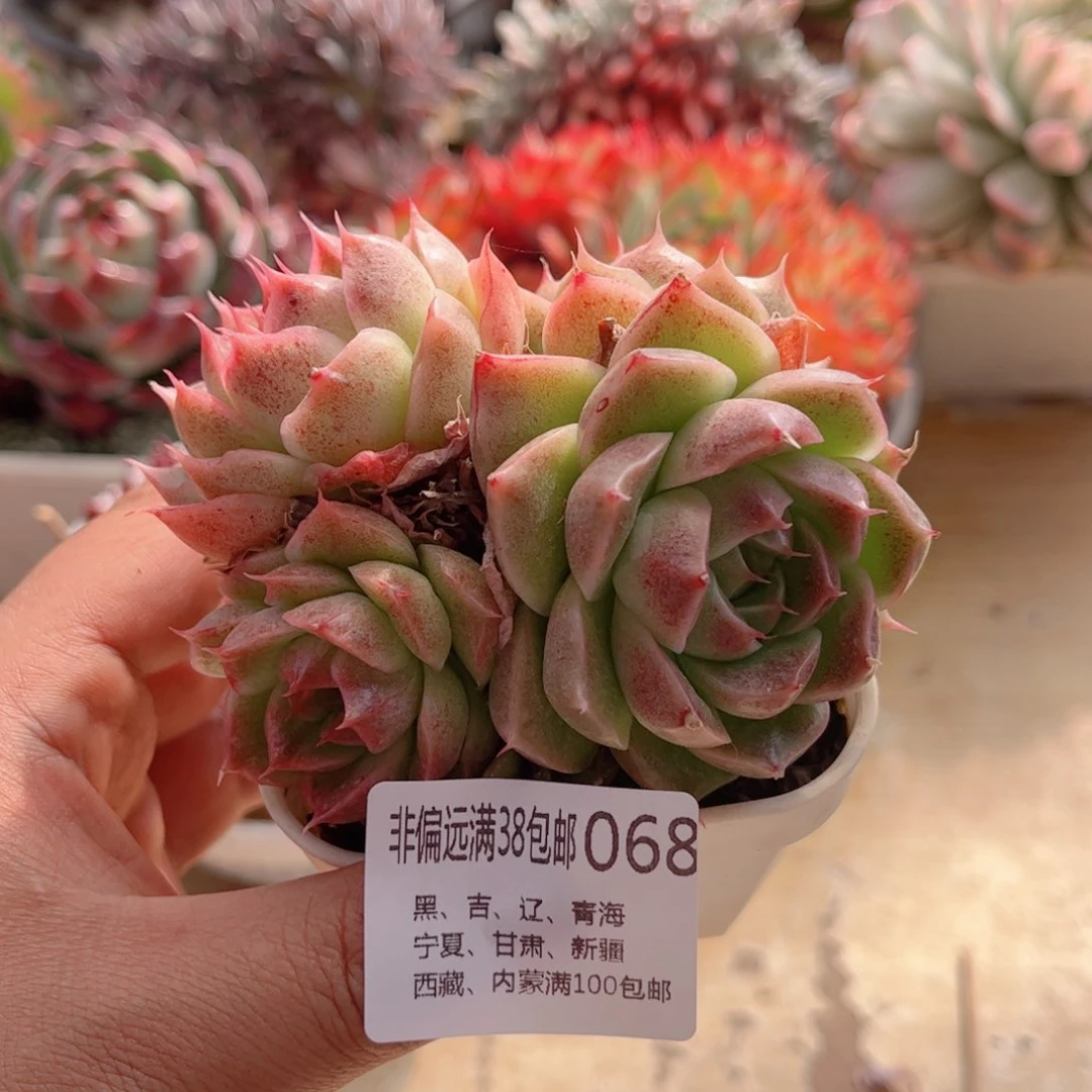 068海胆德华多肉