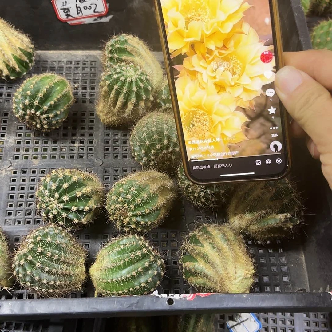 2颗黄白002彩瑕疵斑49