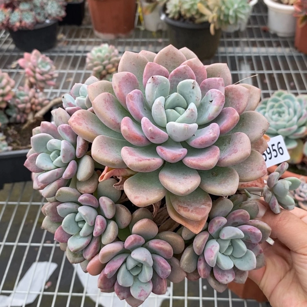 5956花斑露一物一拍