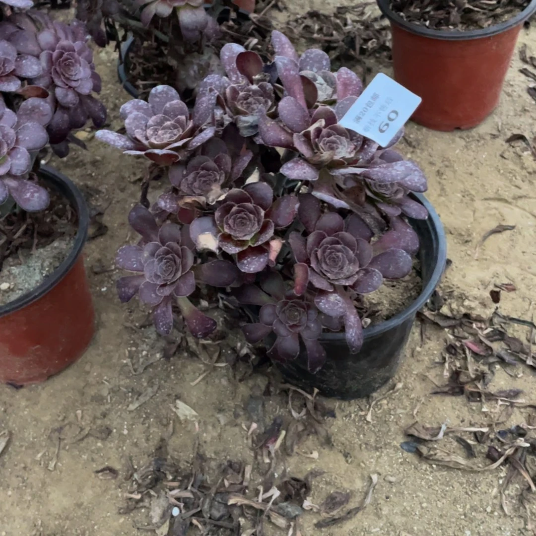 60黑豆法师多肉断枝不包
