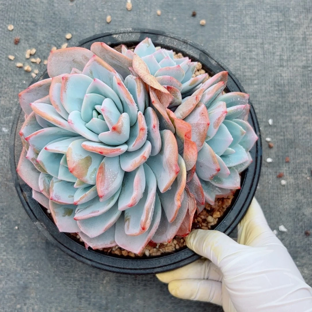 梅*奶茶多肉植物多肉植物