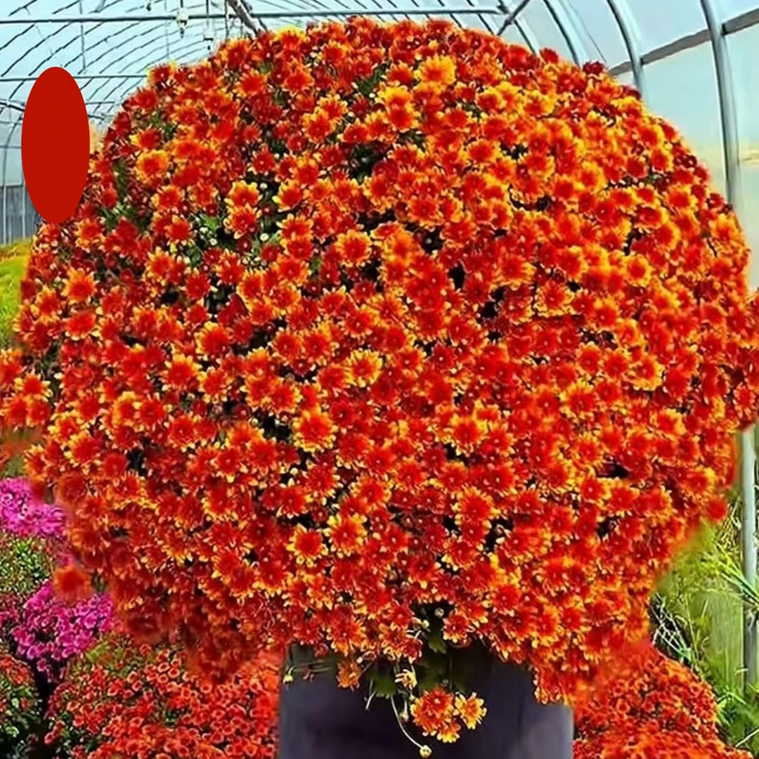 夕阳橙球菊盆栽多年生庭院阳台耐热耐晒爆花强新手易养护发货快